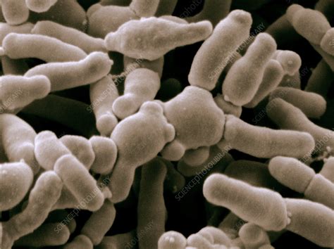 Bifidobacterium Breve Bacteria Sem Stock Image C0282545 Science
