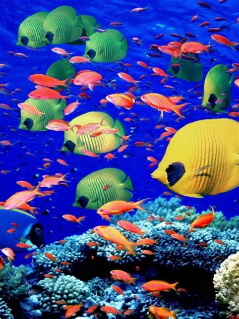 Free Download Underwater Swim Coral Reef Colors Bright Sea