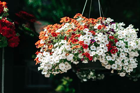 The Best Colorful Plants For Hanging Baskets Plants For Hanging
