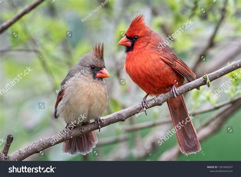 Male And Female Cardinals 2 208 Images Photos Et Images Vectorielles