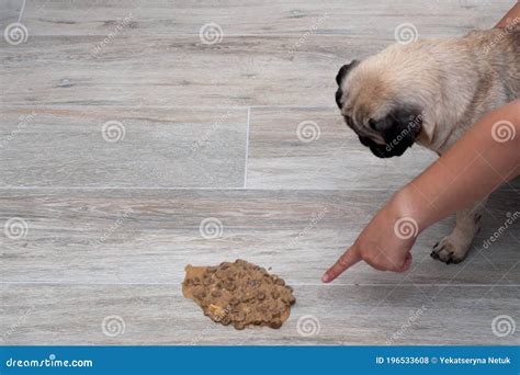 Dog Pug Vomit In The Living Room On The Floor Sick Dog Vomitted To