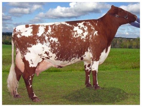 The Milking Shorthorn Or Dairy Shorthorn Is A Breed Of Dairy Cattle