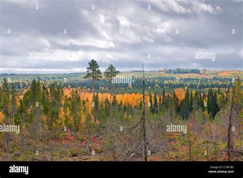 Taiga Boreal Forest In Komi Region Northern Russia Stock Photo Alamy