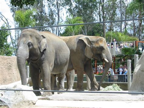 San Diego Zoo 2003 African And Asiatic Elephants In Elephant Mesa