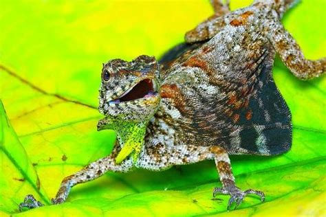 Flying dragons survive on a diet of almost exclusively ants and termites. The Flying Dragon Lizards of Southeast Asia | Science ...