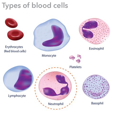 Blood Is Composed Of Three Main Types Of Cells Red Blood