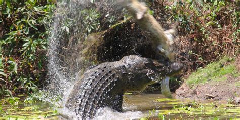 Crocodiles Dramatic Fight To Each Eat Other Captured In Amazing Photos Huffpost Uk