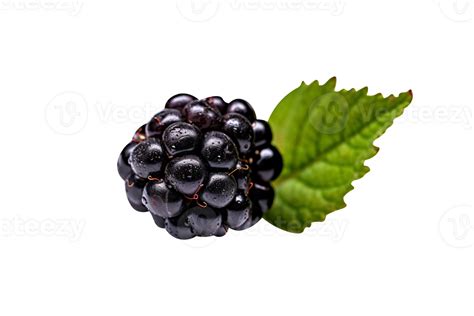 Fresh Blackberry Isolated On Transparent Background 27143701 Png