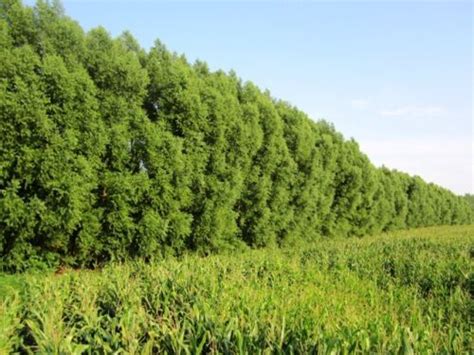 100 Hybrid Willow Tree Fast Growing Shade Screen Windbreak Austree