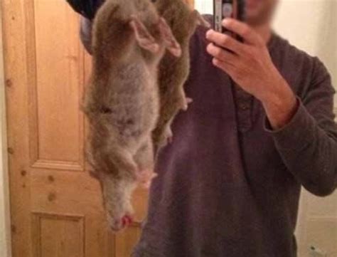 Giant Super Rats Spreading Across The Uk At Rapid Speeds