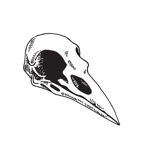 Vector Illustration In Vintage Style Line Drawing Bird Skull Isolated On White Background