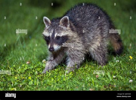 Common Raccoon Procyon Lotor Juvenile Raccoon Standing In A Meadow