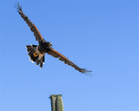 Hawk Walk At The Arizona Sonora Desert Museum Foothills Clusters Wildlife