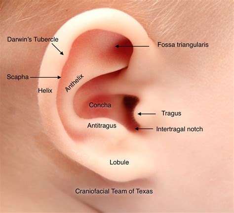 Anatomy Of Outer Ear Anatomy Drawing Diagram