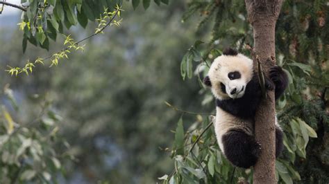 Why Are Some Pandas Great At Climbing Trees And Others Are Just Not