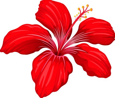 Download Exotic Red Flower Png Image Red Hibiscus Flower Png Hd