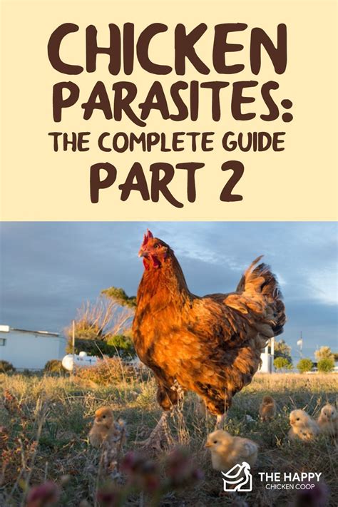 It Can Be A Worrying Time When Your Chickens Get Infected By A Parasite