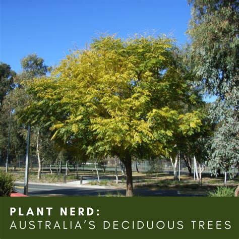 Ask A Plant Nerd Australias Deciduous Trees Hunter Region Landcare