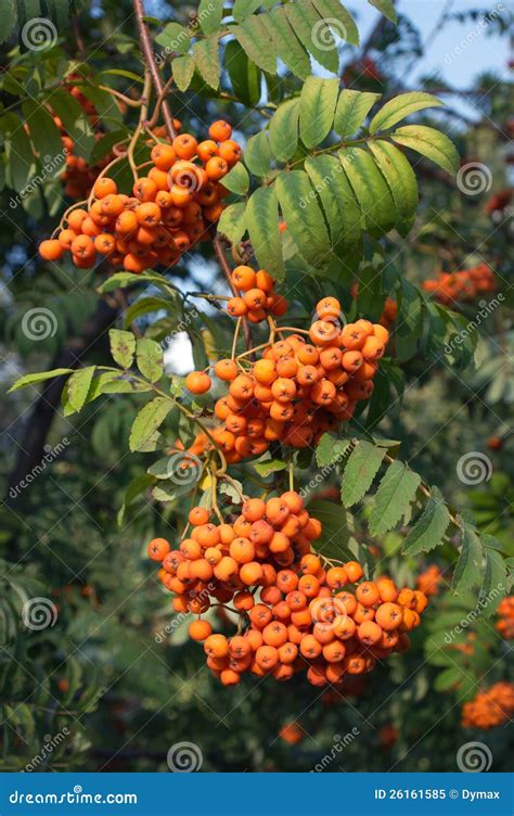 Many Rowan Berries Fruits Hungs On Green Branch Stock Image Image Of