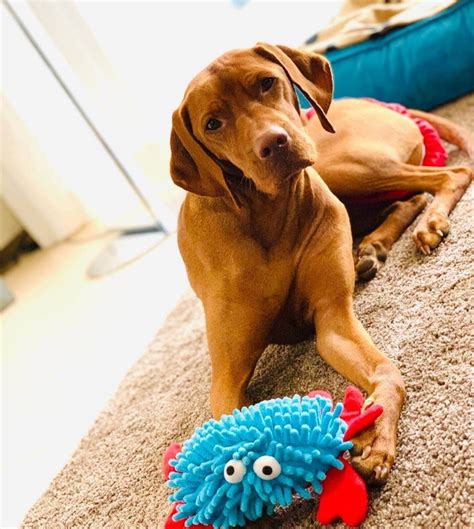 14 Pictures Only Vizsla Owners Will Think Are Funny Page