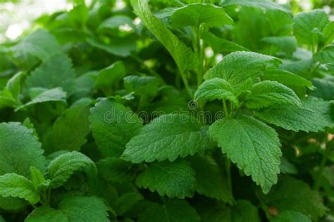 Garden Peppermint Bushes Green Fragrant Leaves Close Up Growing