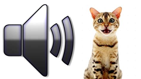 Cat Meowing Sound Effect Download Youtube