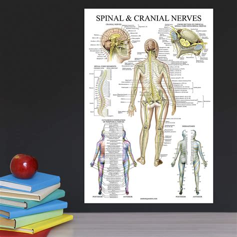 Spinal Nerves Anatomical Chart Spine And Cranial Nervous System