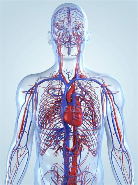 Sistema Cardiovascular De Un Adulto — Buques Vasos Sanguíneos Stock