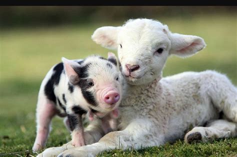 Farm Animals List Facts And Pictures