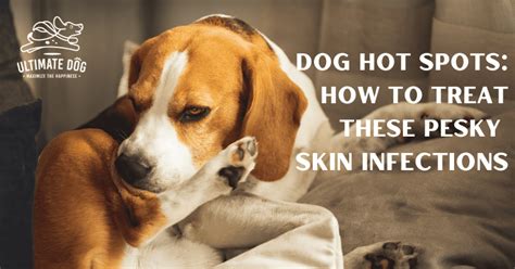 The Complete Guide To Hot Spots On Dogs Ultimate Dog