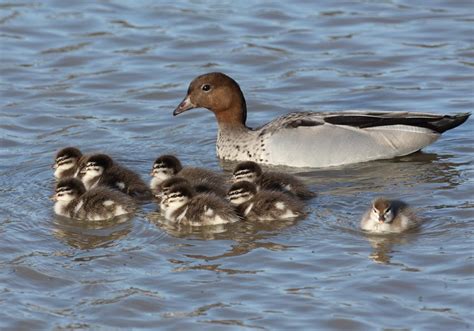 Australian Wood Duck New Zealand Birds Online