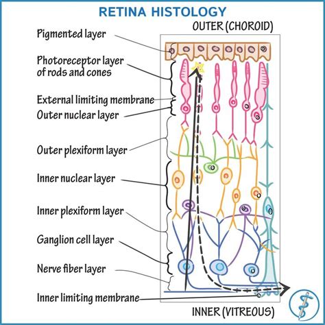 RETINA - Google Search in 2020 | Optometry education, Human anatomy and ...