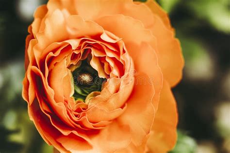 Isolated Orange Ranunculus Flower In The Garden Stock Photo Image Of