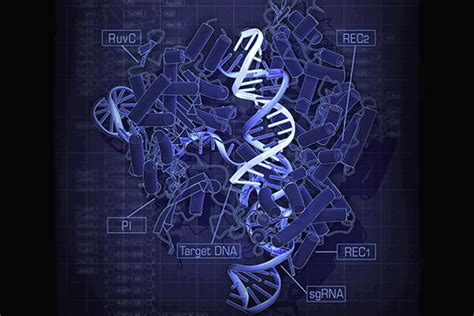 Screen Of Human Genome Reveals Set Of Genes Essential For Cellular