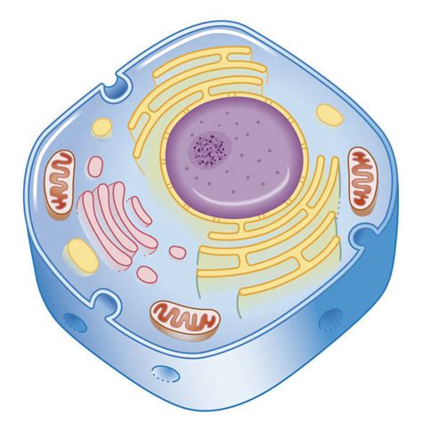 Illustration Of Cell Nucleus Containing Cell Cytoplasm