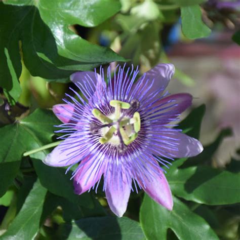 Amethyst Passion Flower Buchanans Native Plants