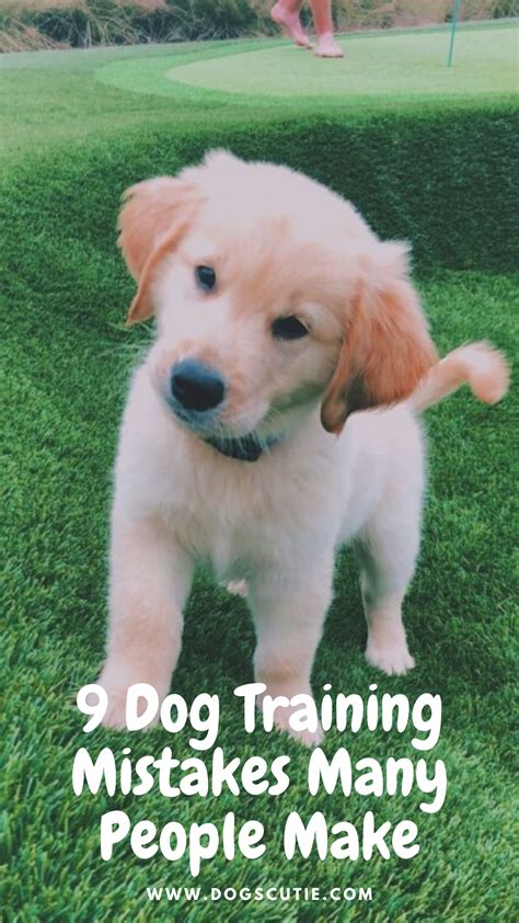 9 Dog Training Mistakes Many People Make Dog Training Dogs Dog Exercise