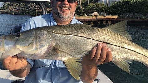 Freshwater Snook Are Florida Native Fish Florida Fishing By Bass Online