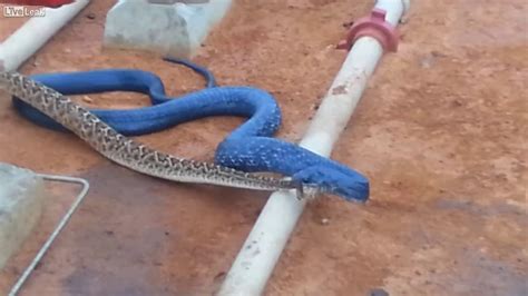 Blue Indigo Snake Dining On A Diamondback Rattlesnake Video Dailymotion