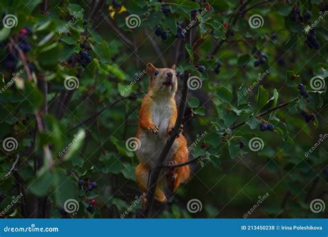 Squirrel Eating Berries On A Tree Stock Photo Image Of Garden Nature