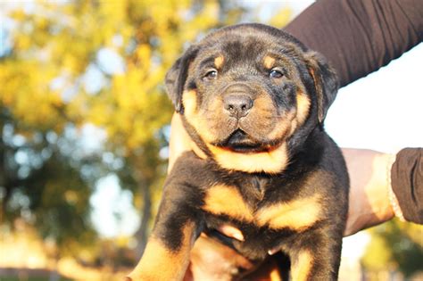 We did not find results for: Arizona Rottweiler's Puppies - Arizona Rottweilers