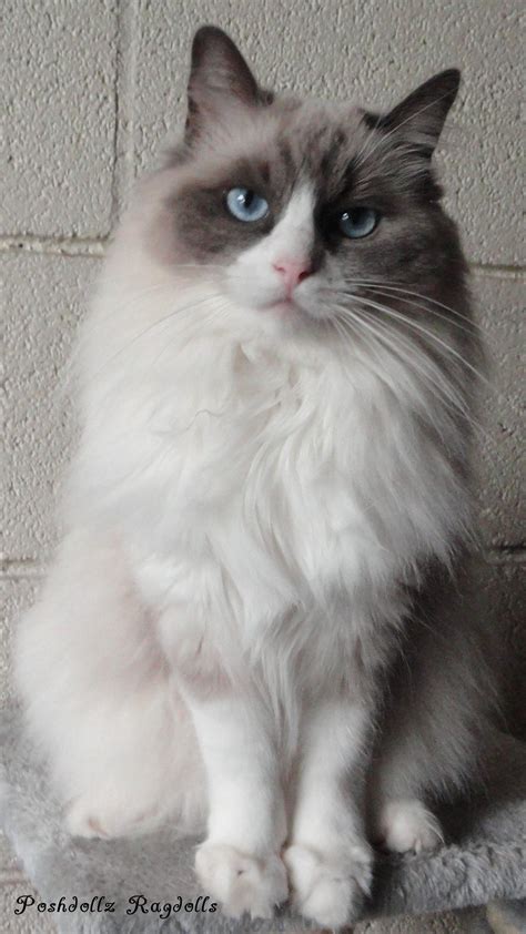 Captivating Charm Of Blue Point Female Ragdoll