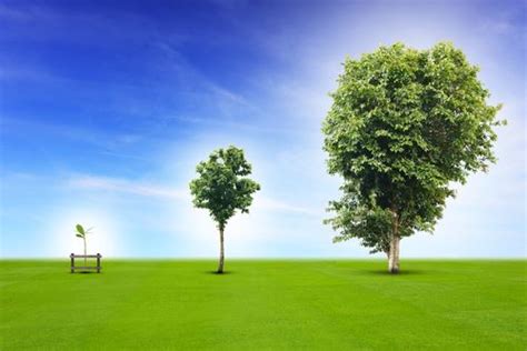 4 Ways To Make Your Trees Grow Faster