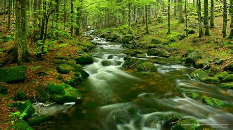 Hd Wallpaper Bavarian Forest National Park Bavaria Germany National