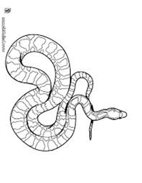Larget Amazon Snake Anaconda Coloring Page Coloring Sky