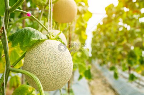 在温室农场种植的新鲜甜瓜或香瓜高清图片下载 正版图片503227652 摄图网