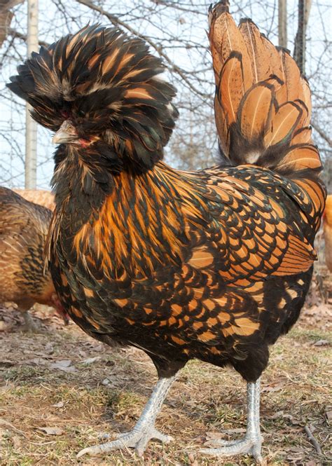 Golden Laced Polish Chicken Fancy Chickens Beautiful Chickens