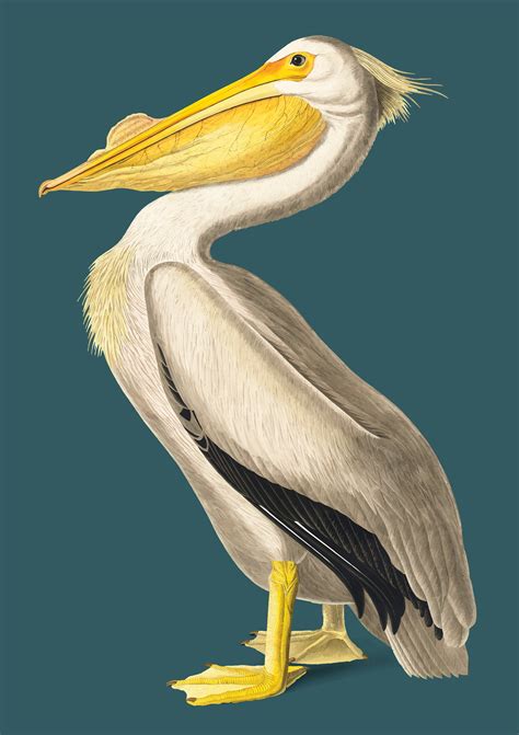 American White Pelican Illustration Download Free Vectors Clipart