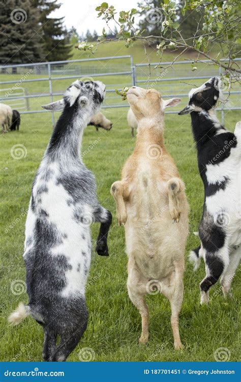 Seven Goats Walk On The Road In The Mountain In Lanyu Taiwan Stock