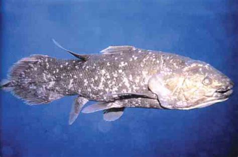 The Coelacanth That Evolutionists Claim As A Transitional